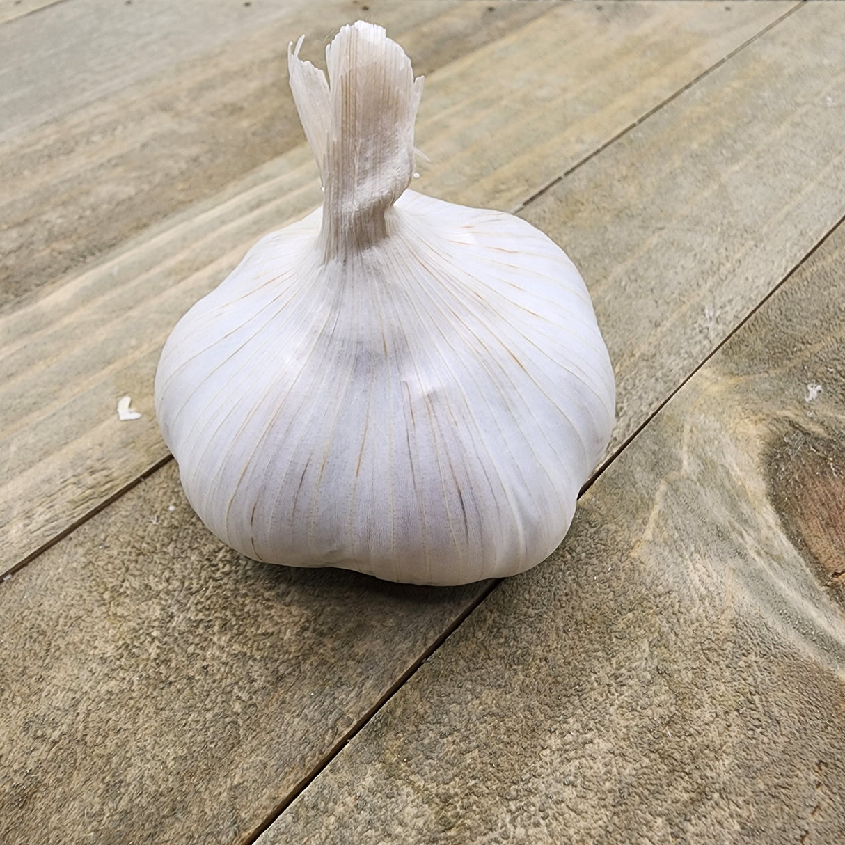 Garlic - (Soft Neck) Silver Rose (Organic)
