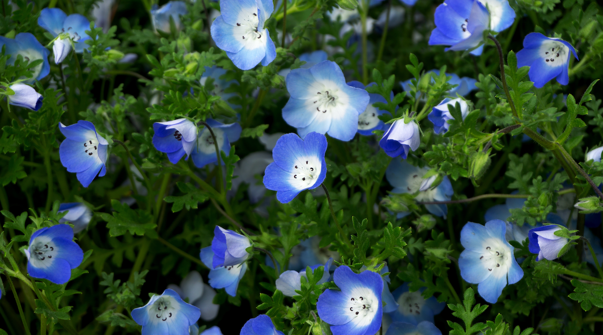 Baby Blue Eyes Flower seeds
