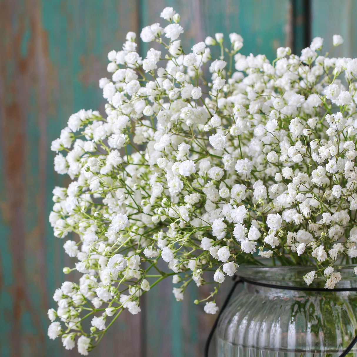 Baby's Breath (Gypsophila) Flower seeds