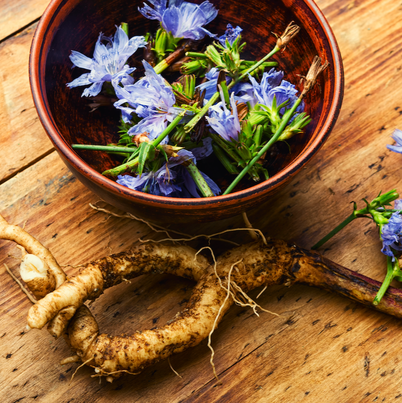 Shop for Common Chicory seeds to order online in the USA. Good for all gardening environments! Open-pollinated, USA-quality, Heirloom, NON-GMO organic seeds & more!