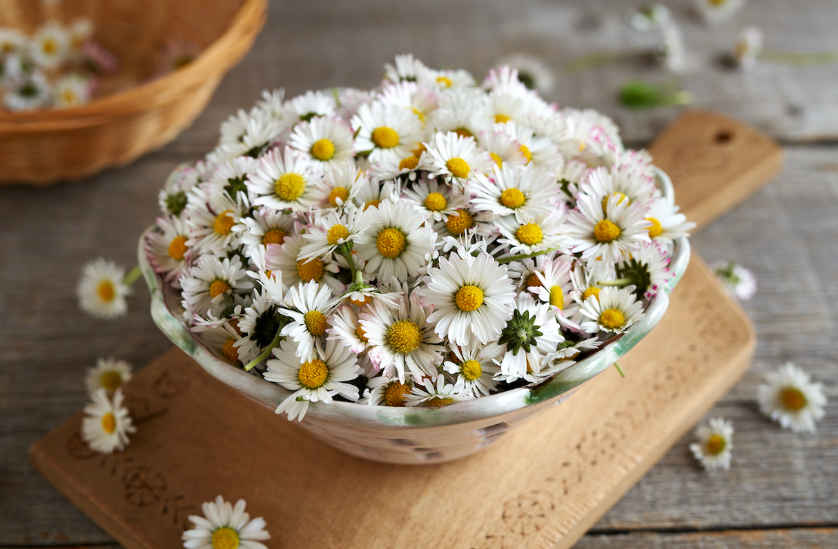 Daisy, English White (Bellis Perennis) Flower seeds