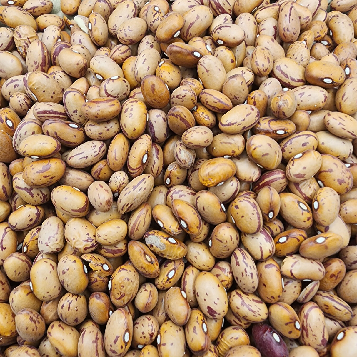 Bean, Bush - Taylor Dwarf seeds