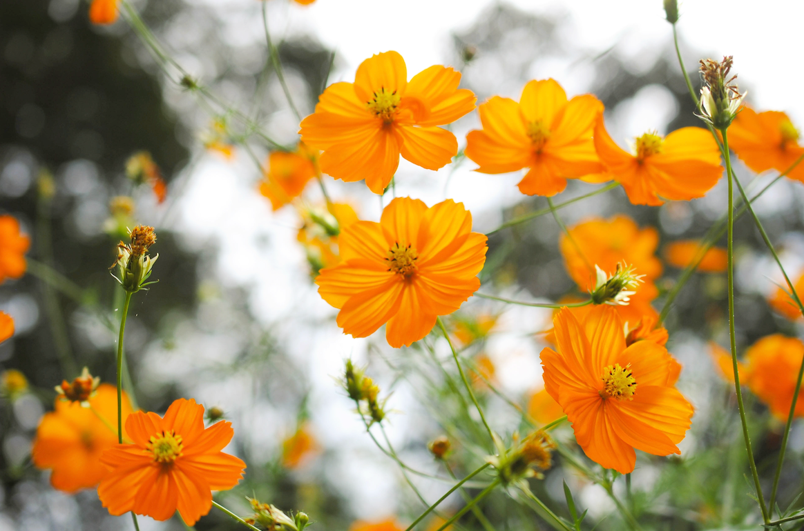 Cosmos, Orange Sulphur Flower seeds