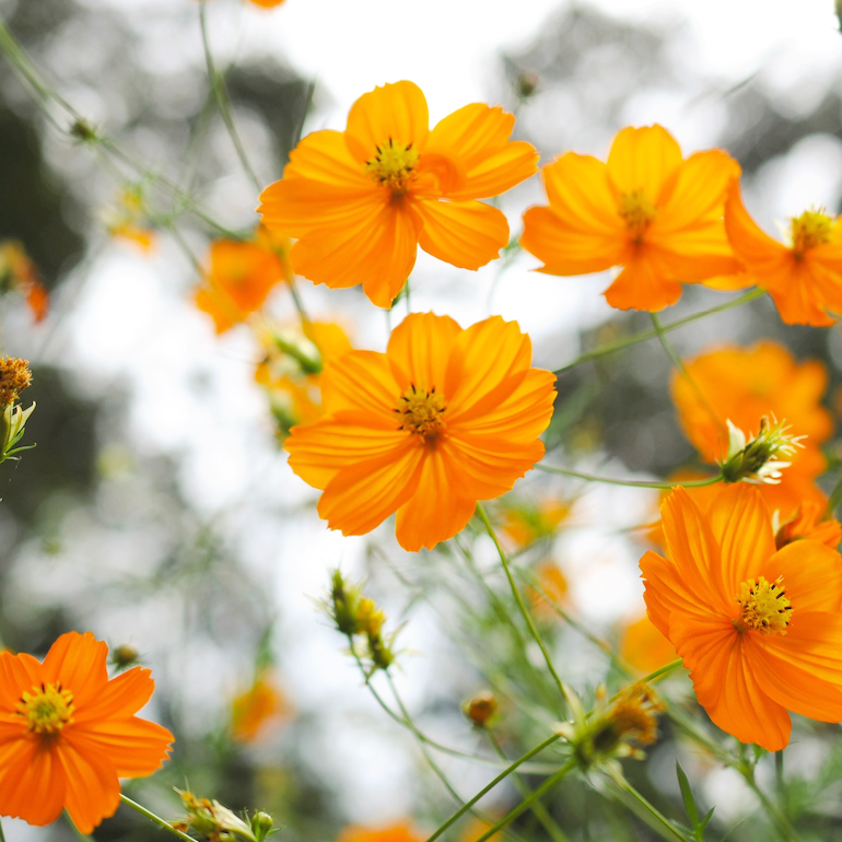 Cosmos, Orange Sulphur Flower seeds