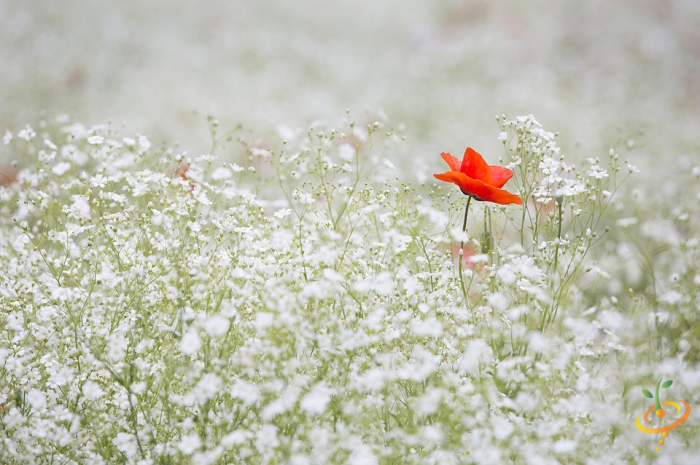 Partial shade wildflower mix seed packet featuring baby’s breath and other colorful wildflowers for garden planting.