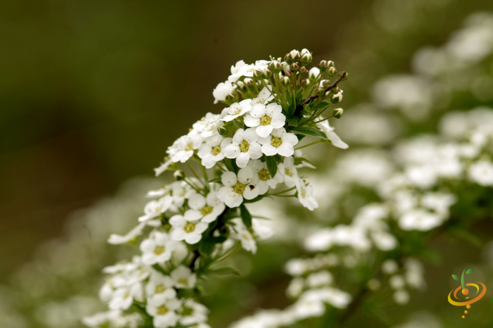 Wildflowers low grow scatter garden seed mix featuring Sweet Alyssum in a natural setting, ideal for creating a colorful flower bed.