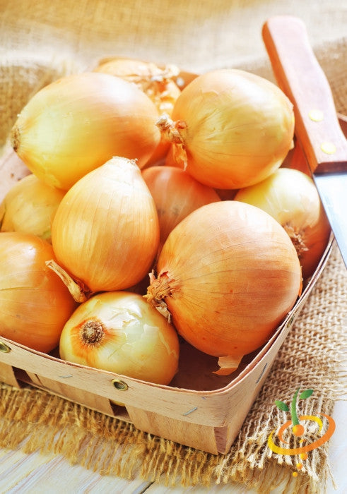 Organic Dutch yellow shallot sets from SeedsNow-Shallot, showing small, rounded shallots with papery skins ready for planting.