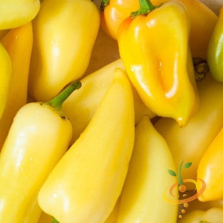 Pepper (Hot) - Jalapeño, Yellow (Caloro) 🔥 - SeedsNow.com