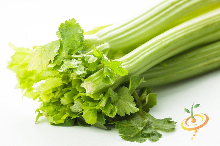 Fresh Tendercrisp celery stalks with bright green leaves on white background