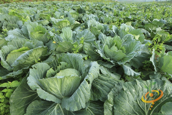 Fresh green Morris Heading collard plant with lush leaves, grown from SeedsNow collard seeds.