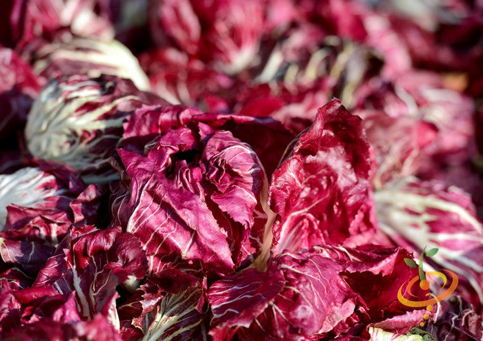 Close-up of red Verona chicory heads with leafy texture in natural light
