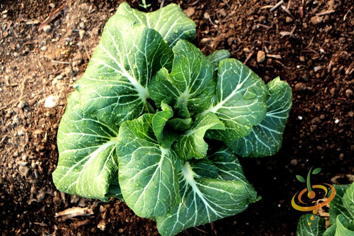 Fresh Georgia Southern collard greens growing from SeedsNow collard seed packet, lush green leaves ready for harvest.