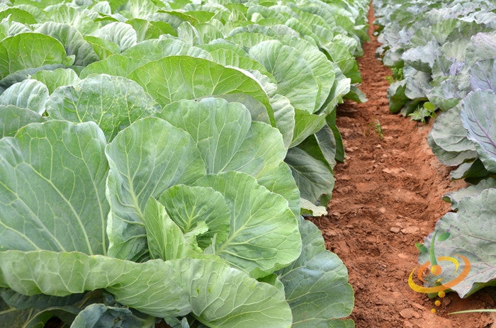 Collard - Vates seeds healthy green leafy collard plants growing in rows in a field