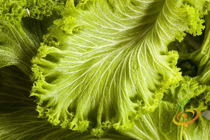 Fresh green mustard seeds from SeedsNow, showcasing vibrant, small round mustard seeds in a natural setting.