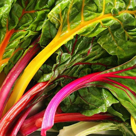 Rainbow Mix Swiss Chard seeds for sale online in the USA. Vibrant greens, multi-color stalks! Open-pollinated, USA-quality, NON-GMO organic heirloom seeds & more!