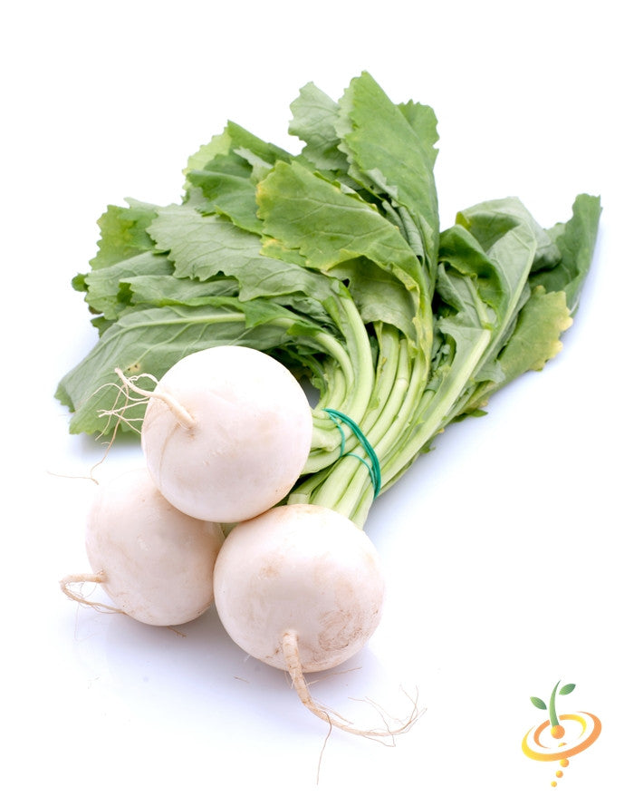 Fresh white Hailstone radishes with green leaves bundled on white background