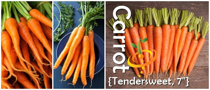 Fresh bright orange Carrot Tendersweet 7-inch long roots with green tops bundled together