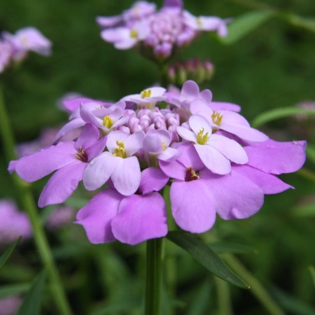 Dwarf Candytuft flower seeds from SeedsNow-Flowers, showing colorful fairy Dwarf Mix blooms and green foliage.