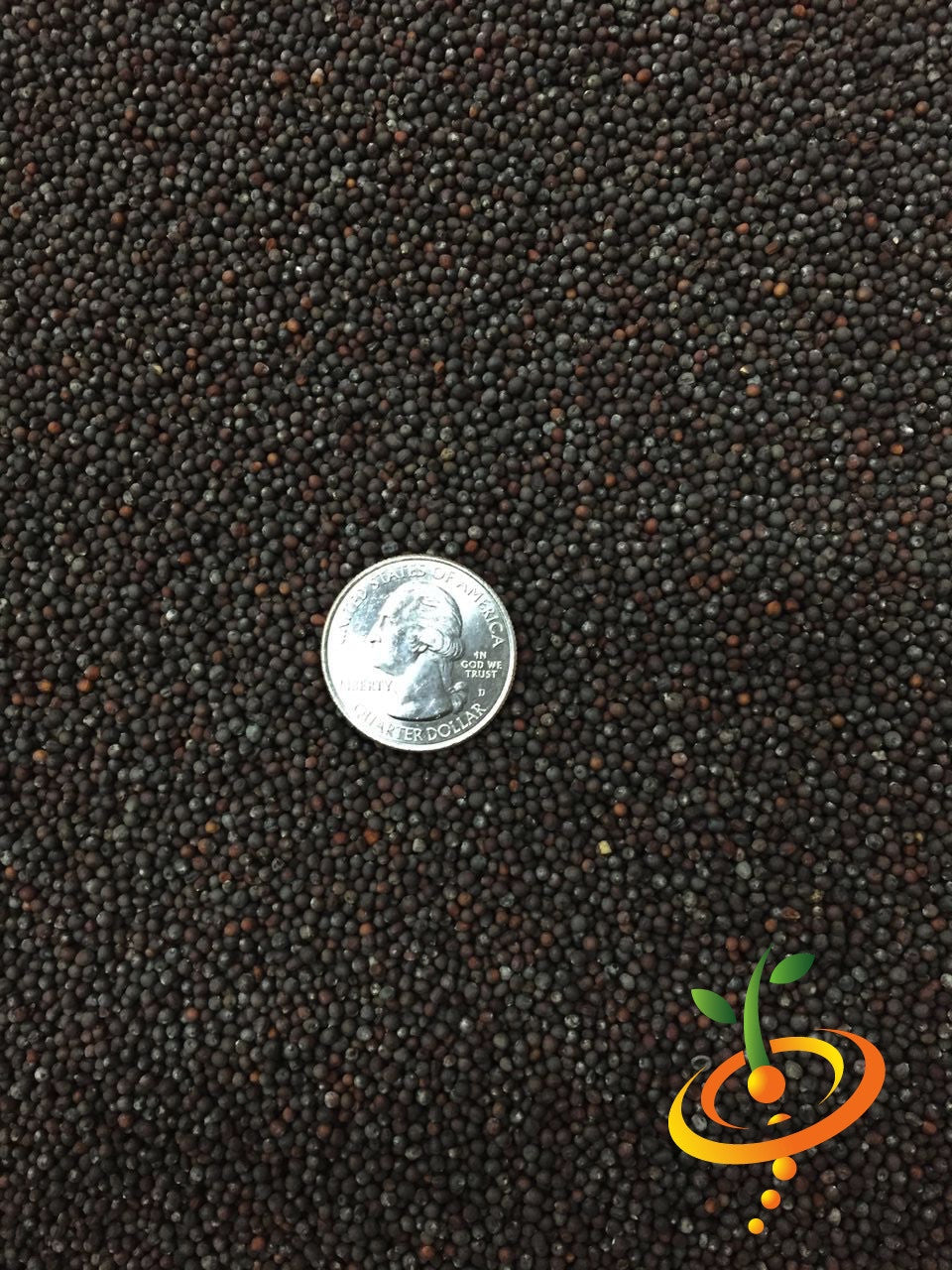 Close-up of tiny black Cauliflower Igloo seeds with a US quarter for size comparison and a colorful seed company logo.