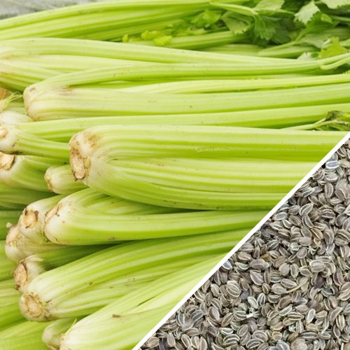 Tall Utah celery seeds from SeedsNow, showing vibrant green celery stalks and leafy tops ready for planting.