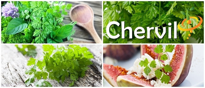 Organic Chervil seeds from SeedsNow, fresh Chervil herb seeds for planting French parsley in your garden or indoor herb collection.