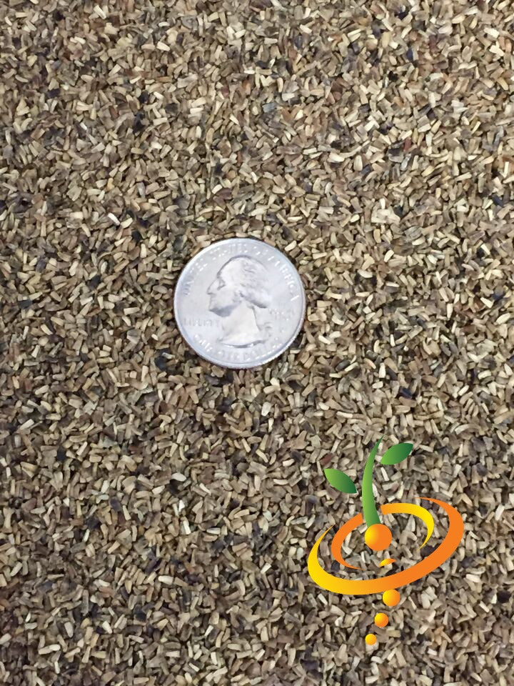 Chicory - Verona, Red.