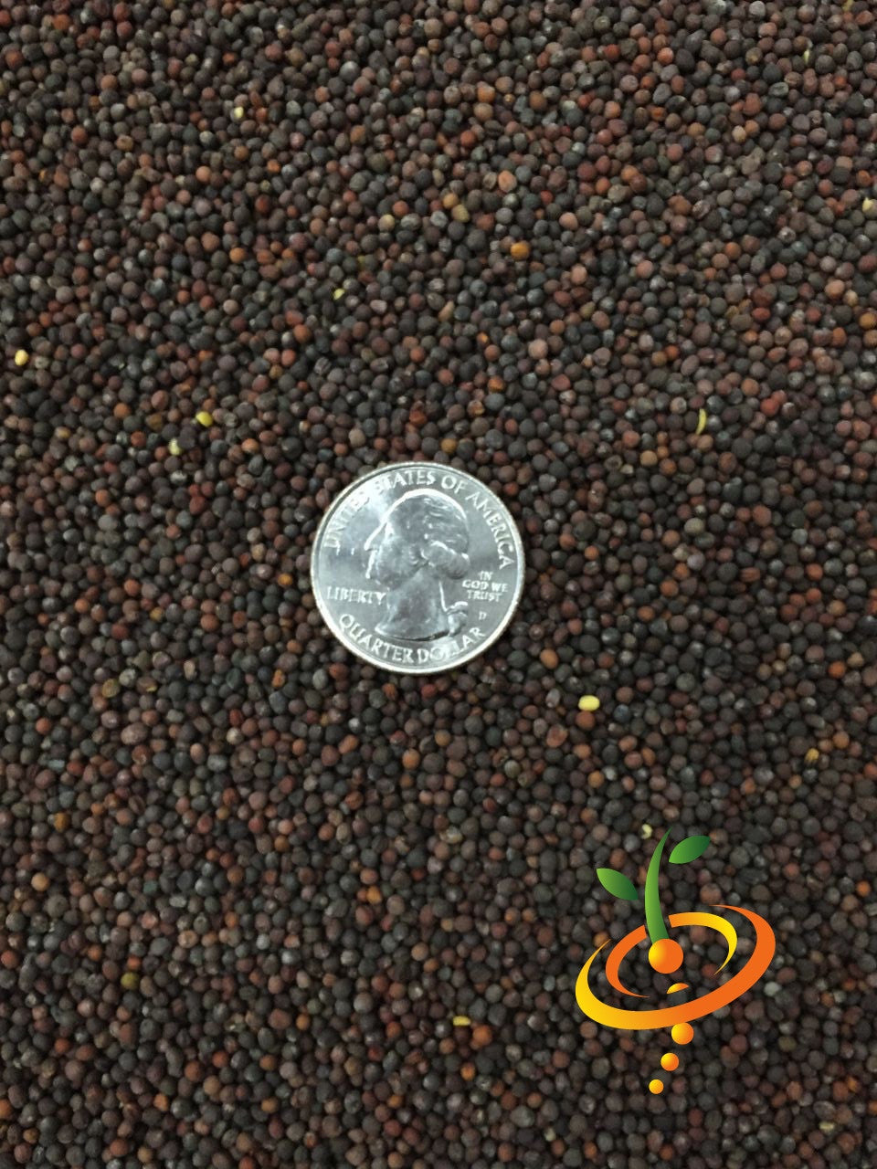 Close-up of small dark brown Collard - Vates seeds with a US quarter for size comparison and a colorful logo in the corner