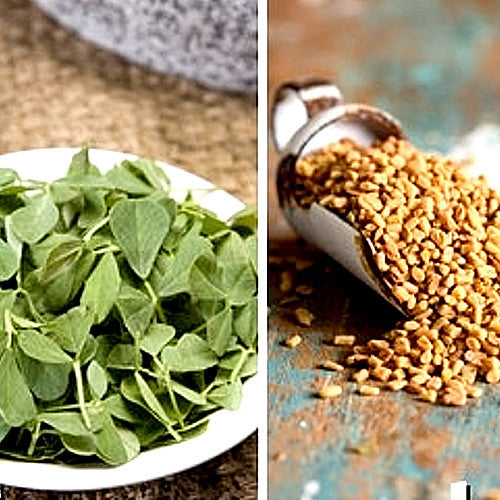 Shop for Fenugreek seeds to buy online in the USA. Popular in Indian, Middle Eastern dishes! Open-pollinated OP, USA-quality, Heirloom, NON-GMO organic seeds & more!