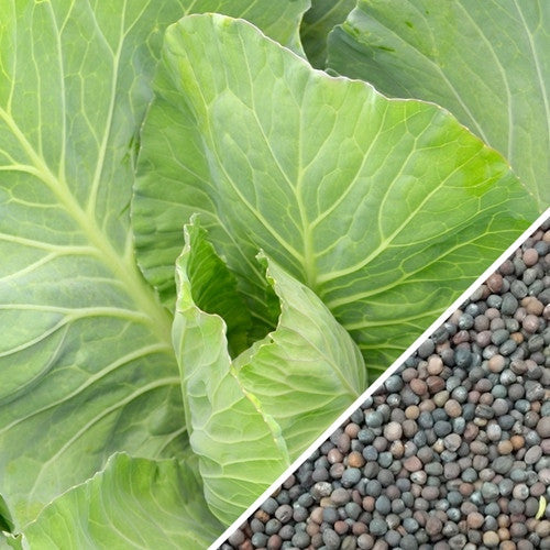 Close-up of tender medium green collard leaves and Vates variety seeds for planting