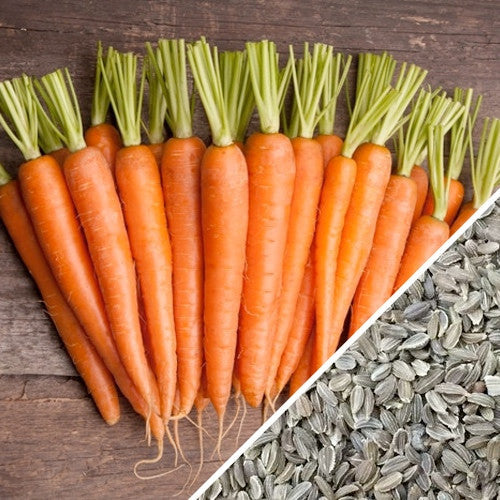 Fresh 7-inch long Tendersweet carrots with green tops alongside carrot seeds on wooden background