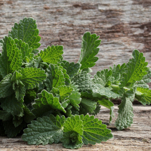 Shop for Catnip herb seeds to order online in the USA. Perennial. Scent makes cats happy. Open-pollinated OP, USA-quality, Heirloom, NON-GMO organic seeds & more!