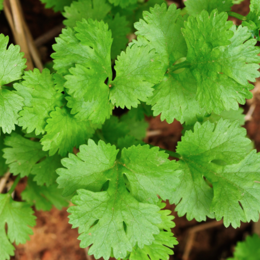 Shop Cilantro Coriander, Slow-Bolt seeds in the USA. Tangy, citrusy, parsley-like flavor! Open-pollinated OP, USA-quality, Heirloom, NON-GMO organic seeds & more!
