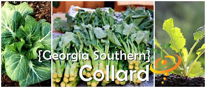 Georgia Southern collard seeds from SeedsNow, showing fresh green collard leaves on a gardening page.