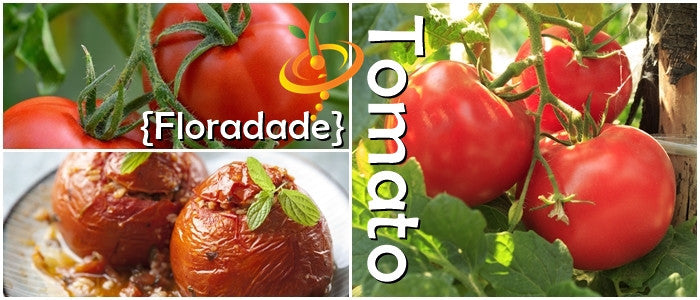Tomato Floradade seeds producing bright red determinate tomatoes on the vine and cooked stuffed tomatoes