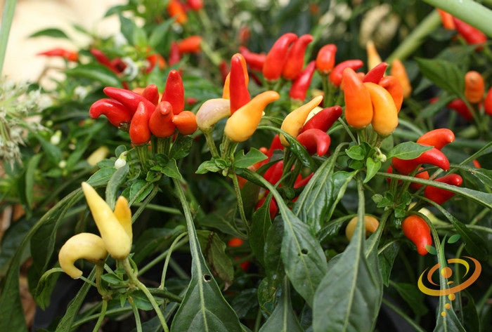 Pepper (Hot) - NuMex, Twilight π₯π₯π₯ (HYBRID) - SeedsNow.com