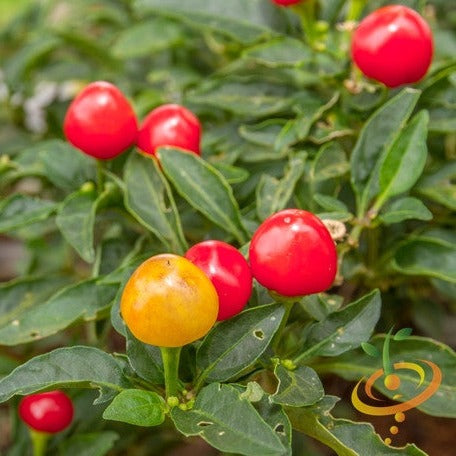 Pepper (Hot) - Tepin π₯π₯π₯ - SeedsNow.com