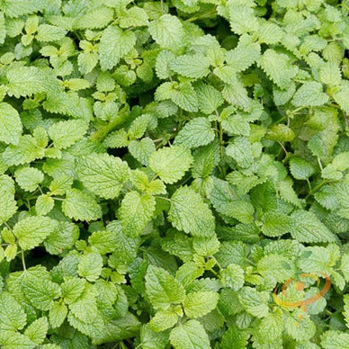 Fresh green catmint seeds from SeedsNow in small packets, ready for planting, with a focus on the seed packaging and plant illustration.