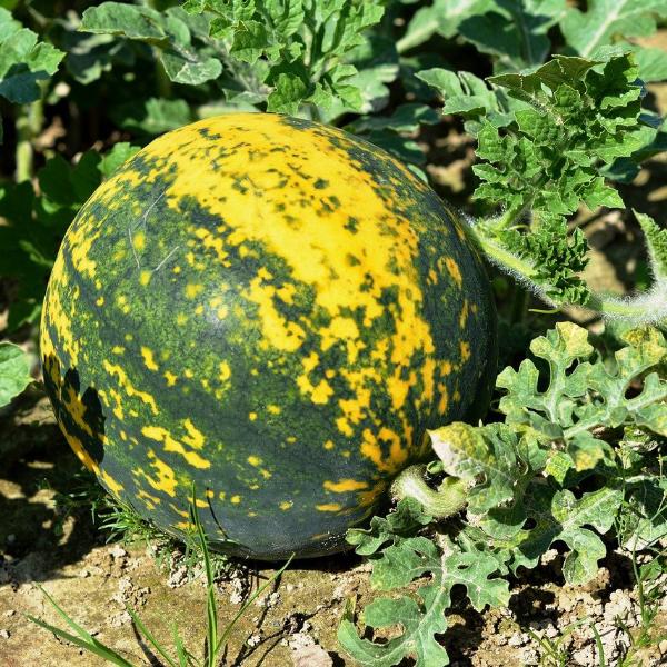Watermelon - Moon & Stars (Red-flesh) seeds