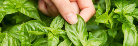 How to Use the Basil Plant as a Mosquito Repellent