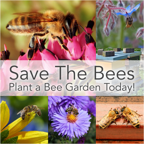 Save the Bees! Plant a "Bee-Friendly" Garden Today!