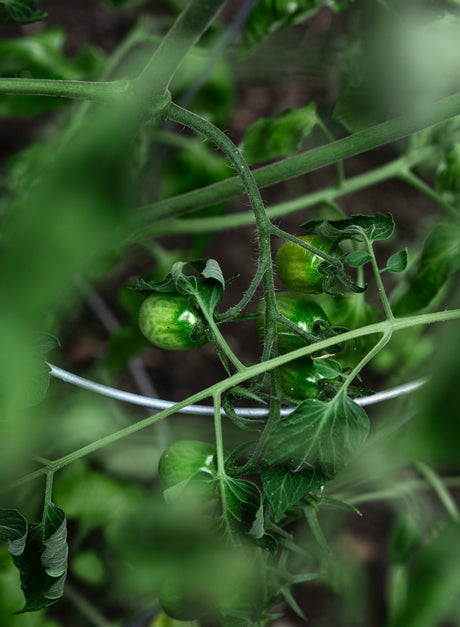 Spank Your Tomatoes! 🍅👋✨ How to Get More Fruit on Every Plant!