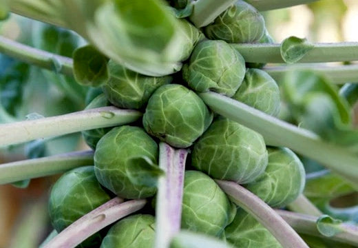 Discover over 300 companion plants to grow alongside Brussels Sprouts to enhance growth & health. These are all really good seeds to plant next to Brussels Sprouts.