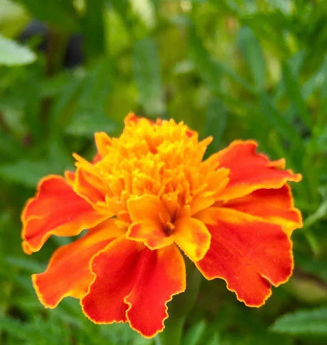 All Marigold Seeds