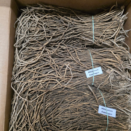 Fresh Millennium asparagus crowns with roots, ready for planting, shown in a close-up image.