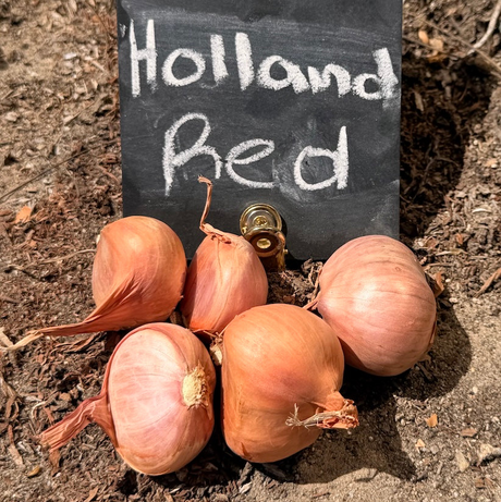 Buy Organic Red Holland Shallot Sets Online from USA. Reliable yields, rich flavor. Perfect for fall planting & long storage, these heirloom shallots, easy to grow.
