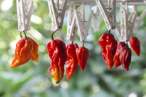 *NEW!* SUPER HOT PEPPERS! 🥵🔥🌶️ Garden Variety Pack