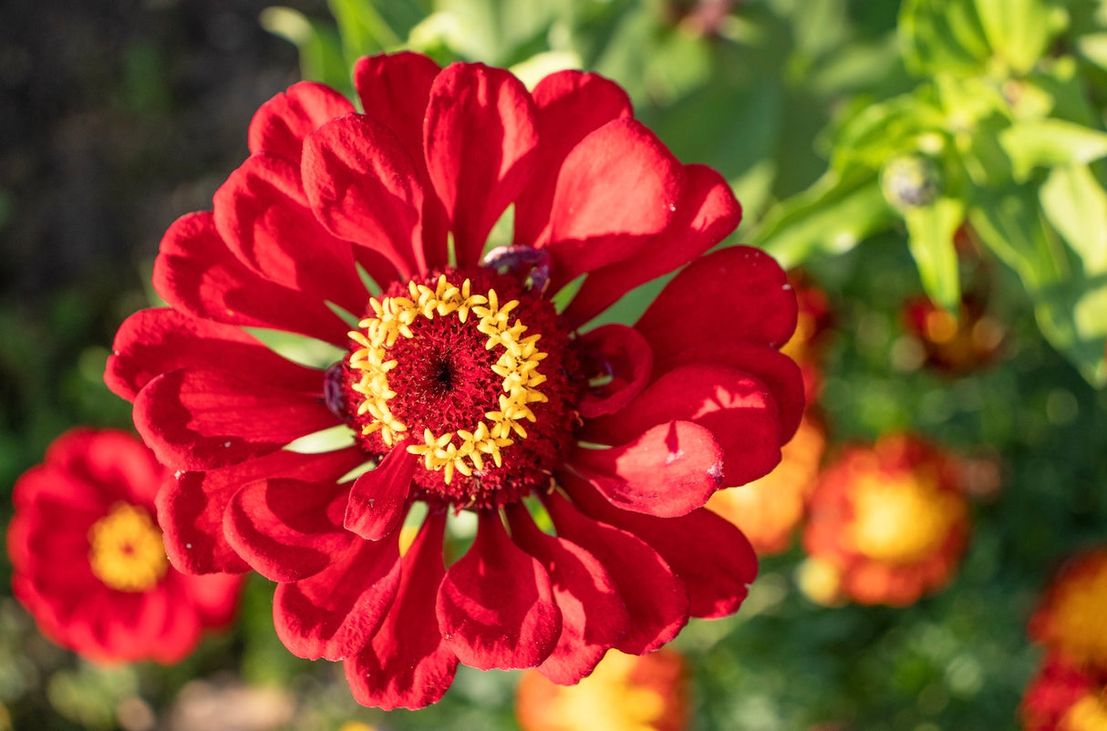Zinnia, Cherry Queen Flowers seeds