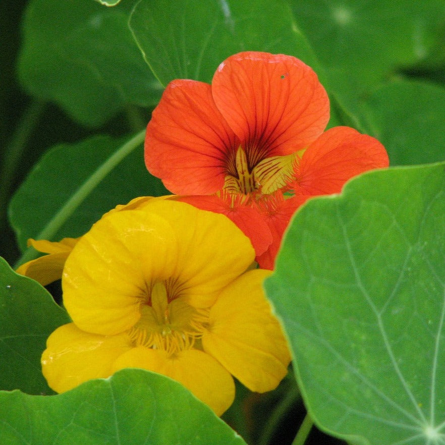 Nasturtium - Dwarf Jewel Mix - SeedsNow.com