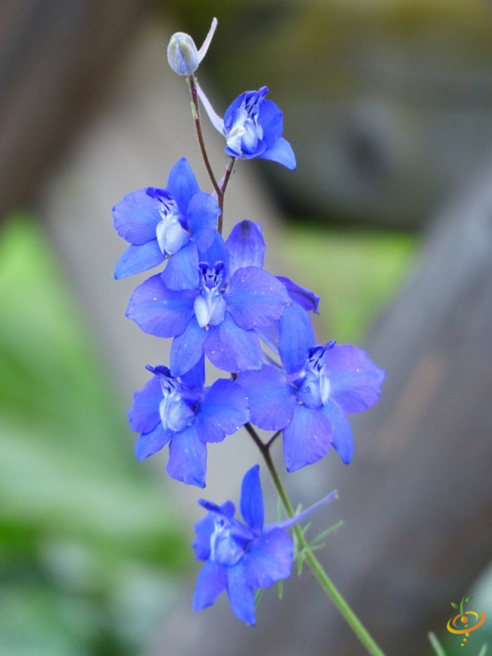 Wildflowers - All Annual Scatter Garden Seed Mix - SeedsNow.com