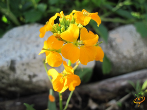 Wildflowers - California Native Scatter Garden Seed Mix - SeedsNow.com